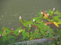 Persicaria amphibia
