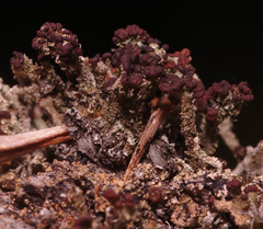 Cladonia