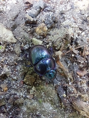 Anoplotrupes stercorosus