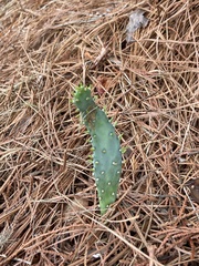 Opuntia drummondii