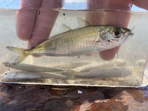 Bigeye scad (Selar crumenophthalmus) — Carangidae