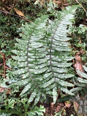 Diplazium pullingeri
