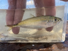 Selar crumenophthalmus