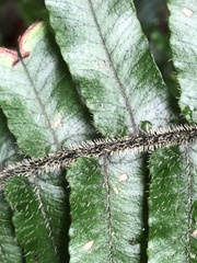 Diplazium pullingeri