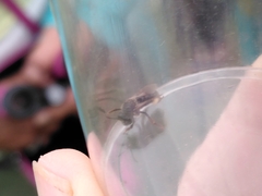 Macropis europaea