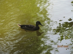 Anas platyrhynchos