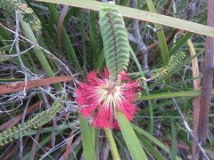 Melaleuca sparsa