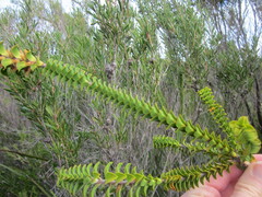 Melaleuca sparsa