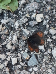 Erebia styx