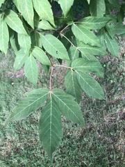Acer triflorum