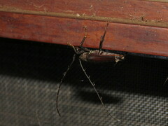 Juiaparus batus