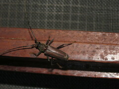 Juiaparus batus