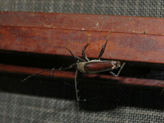 Juiaparus batus