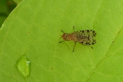 Euthycera chaerophylli