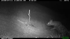 Hyaena hyaena