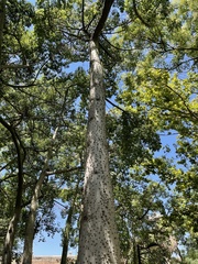 Ceiba speciosa