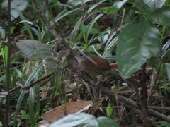 Synallaxis gujanensis