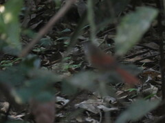 Synallaxis gujanensis