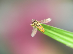 Episyrphus trisectus