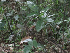 Synallaxis gujanensis