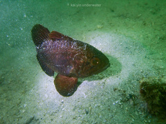 Apogonichthyoides niger