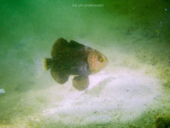 Apogonichthyoides niger