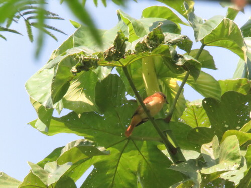 Pink-throated Becard (Pachyramphus minor), photo 10
