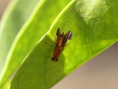 Acalyptratae