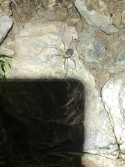 Mitopus glacialis