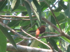 Pachyramphus minor
