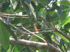 Pachyramphus minor