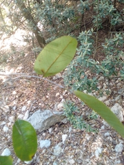 Annona dumetorum