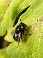 Anthophora furcata
