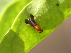 Acalyptratae