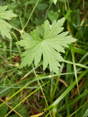 Geranium palustre