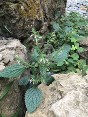 Teucrium viscidum