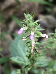 Teucrium viscidum