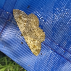 Gnophini