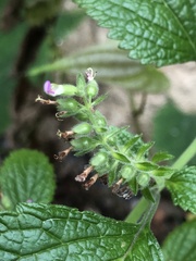 Teucrium viscidum