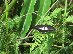 Papilio fuelleborni