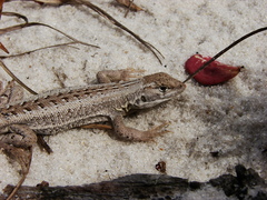 Liolaemus lutzae