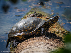 Emys orbicularis