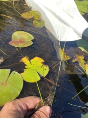 Schoenoplectus subterminalis