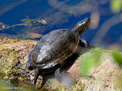 Emys orbicularis