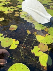 Schoenoplectus subterminalis