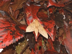 Theretra boisduvalii