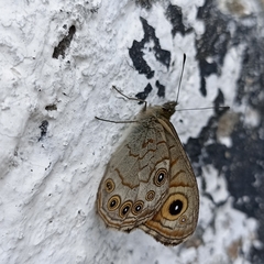 Lasiommata schakra