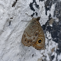 Lasiommata schakra