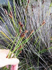 Nevillea obtusissima