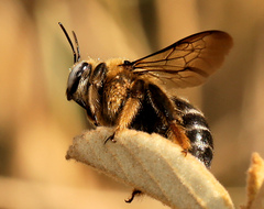 Xylocopa lugubris